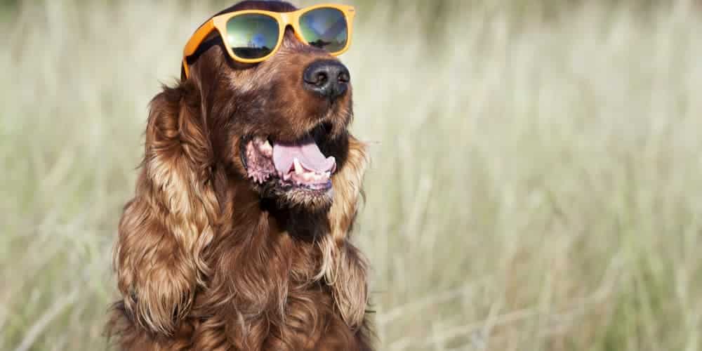 Should Your Dog Wear Sunglasses In Summer?