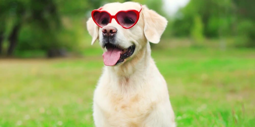 Should your dog wear sunglasses in summer?