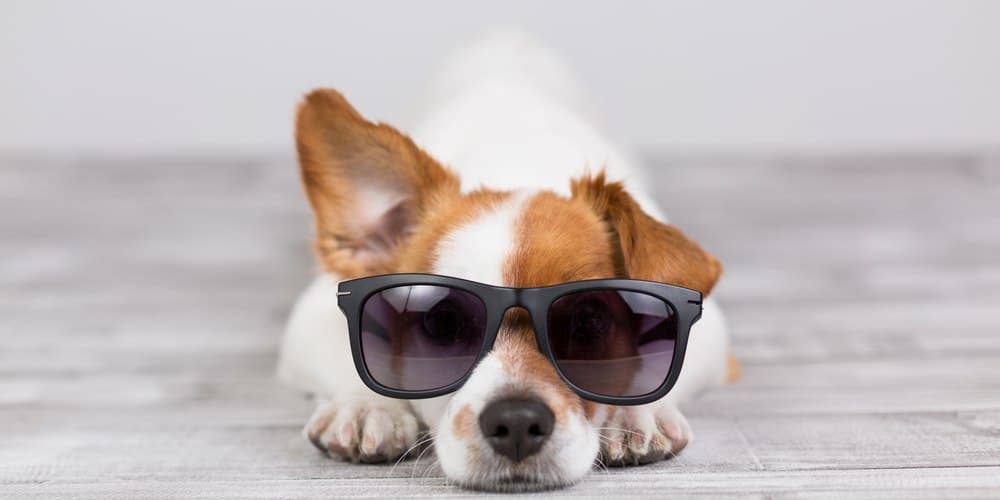 Should your dog wear sunglasses in summer?