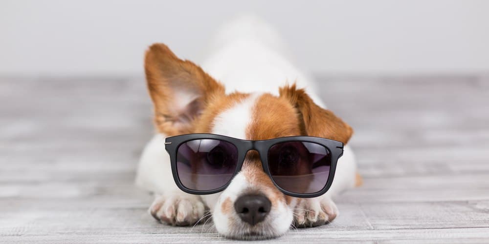 Should Your Dog Wear Sunglasses In Summer?