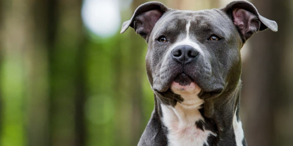 Myth buster: do pitbulls actually have the most aggressive tendencies?