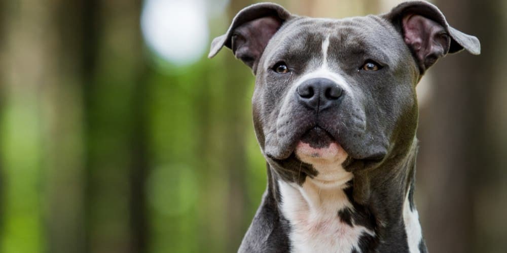 Myth Buster: Do Pitbulls Actually Have the Most Aggressive Tendencies?