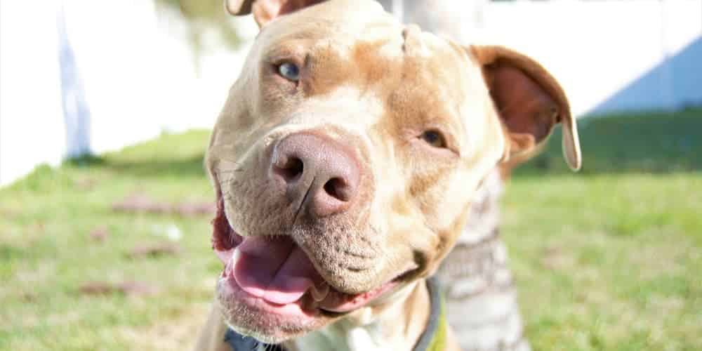 Myth buster: do pitbulls actually have the most aggressive tendencies?