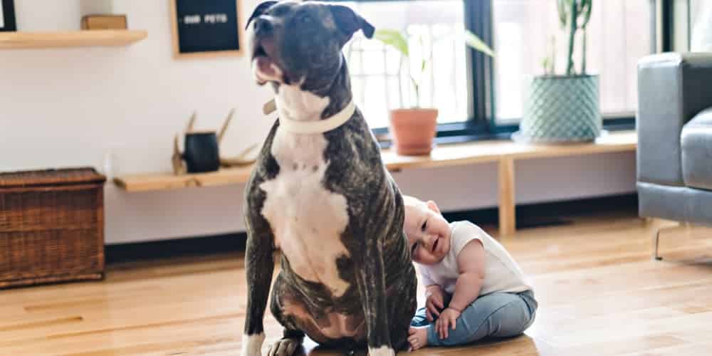 Myth buster: do pitbulls actually have the most aggressive tendencies?