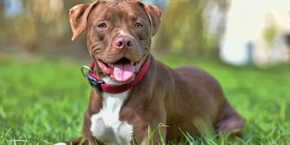 Myth buster: do pitbulls actually have the most aggressive tendencies?