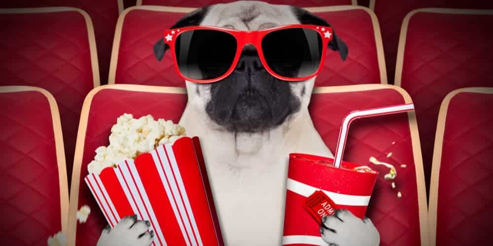 Can dogs understand what is happening in movies?