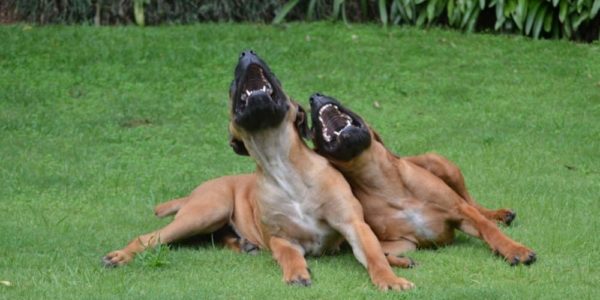 Are Dogs Ticklish? The Amazing Answer!