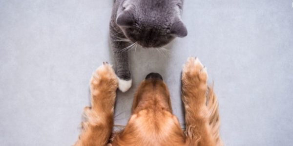 Can dogs and cats get along?