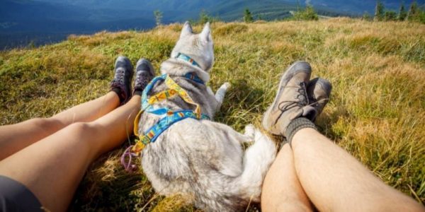 How can a dog help you get more exercise?