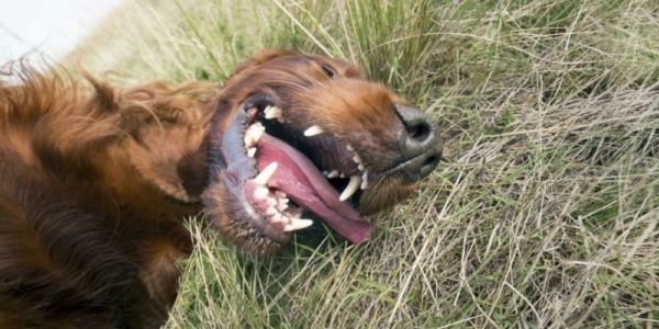 Are dogs ticklish? The amazing answer!