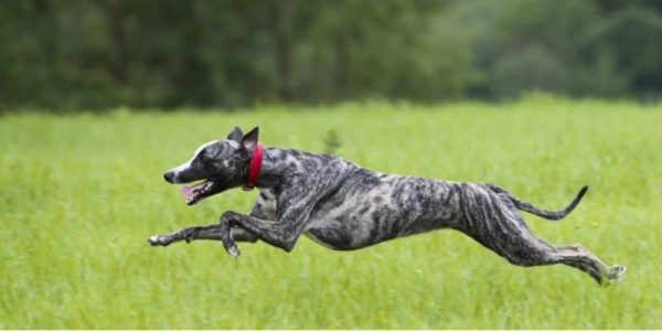 What breed of dog is the fastest and why?