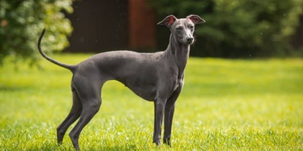 What breed of dog is the fastest and why?