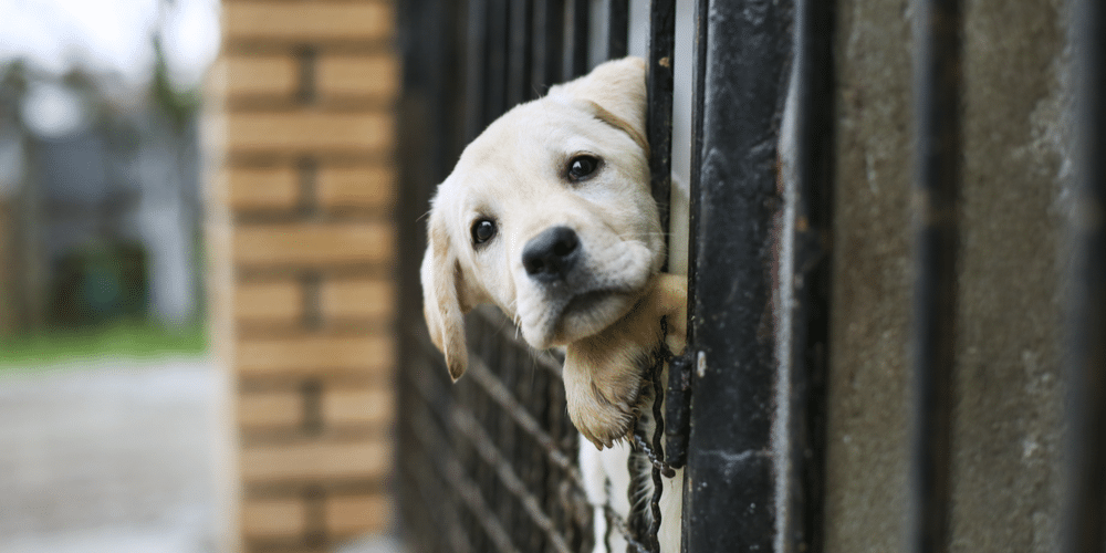 I want to adopt! Where should i look? 2 I want to adopt! Where should i look?