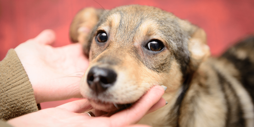 I want to adopt! Where should i look? 4 I want to adopt! Where should i look?