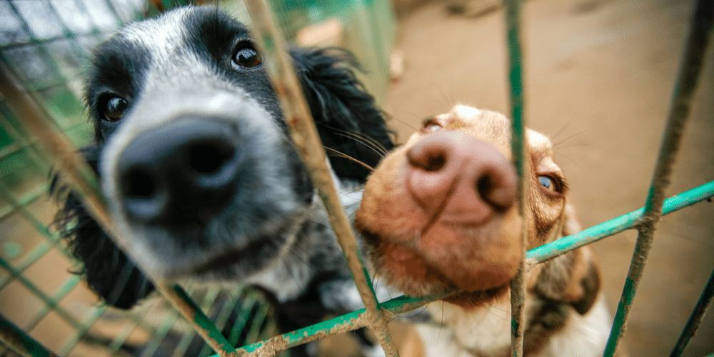 I want to adopt! Where should i look? 3 I want to adopt! Where should i look?