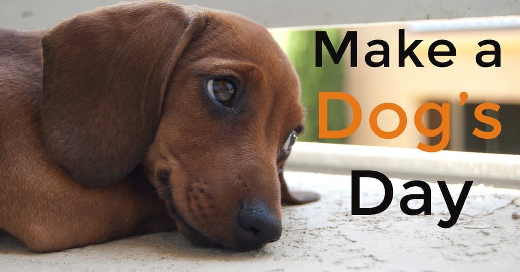 Make a dog's day