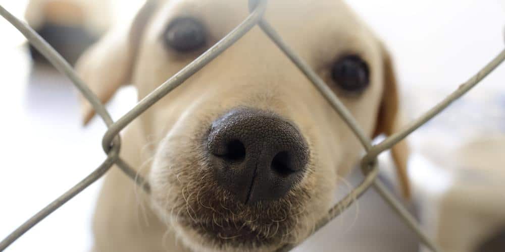 Why kill-shelters deserve your love and support