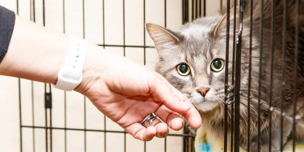 Why Kill-Shelters Deserve Your Love and Support