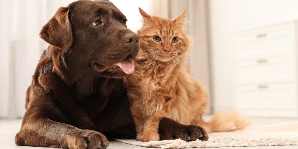 Can Dogs And Cats Get Along? Alpha Paw