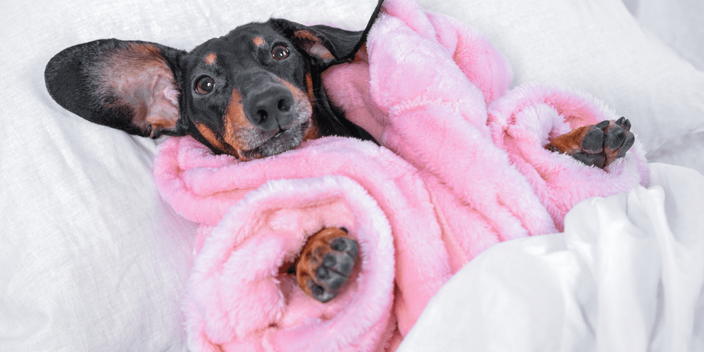 Can Doxies Tell Time?