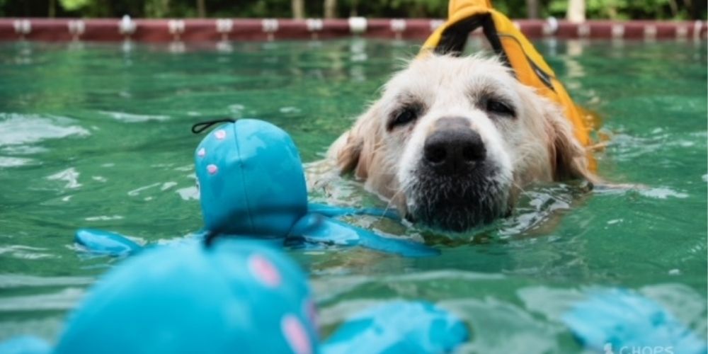 Golden Retriever with Terminal Cancer Has Wishes Granted Via The Ultimate Doggy Bucket List.