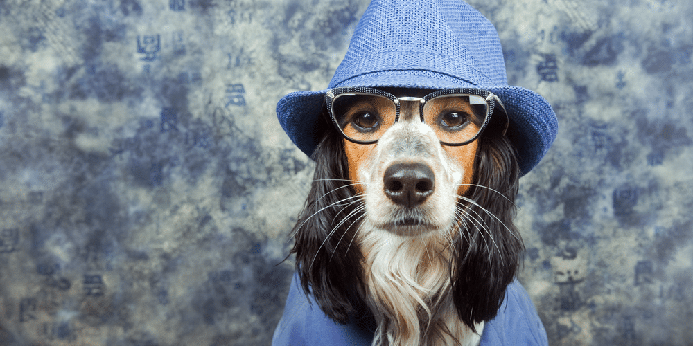 Changing personalities? New study shows that your dog’s personality changes with age