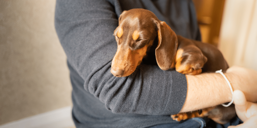 Hearts a flutter: a new study finds your doxie’s heart rate elevates every time you say those three special words… i love you