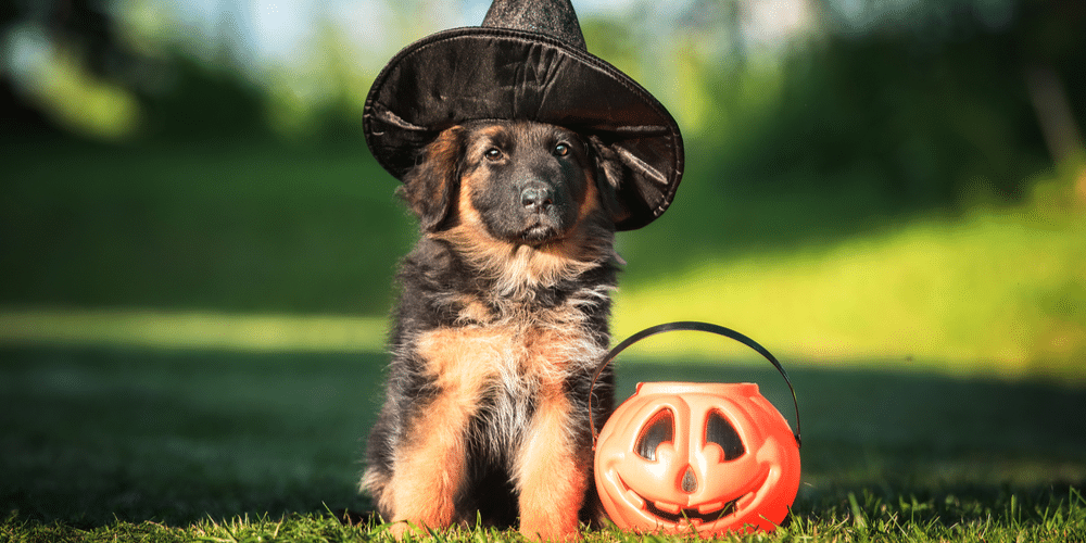 Howl-o-ween: 5 ways to celebrate spooky season with your pup!