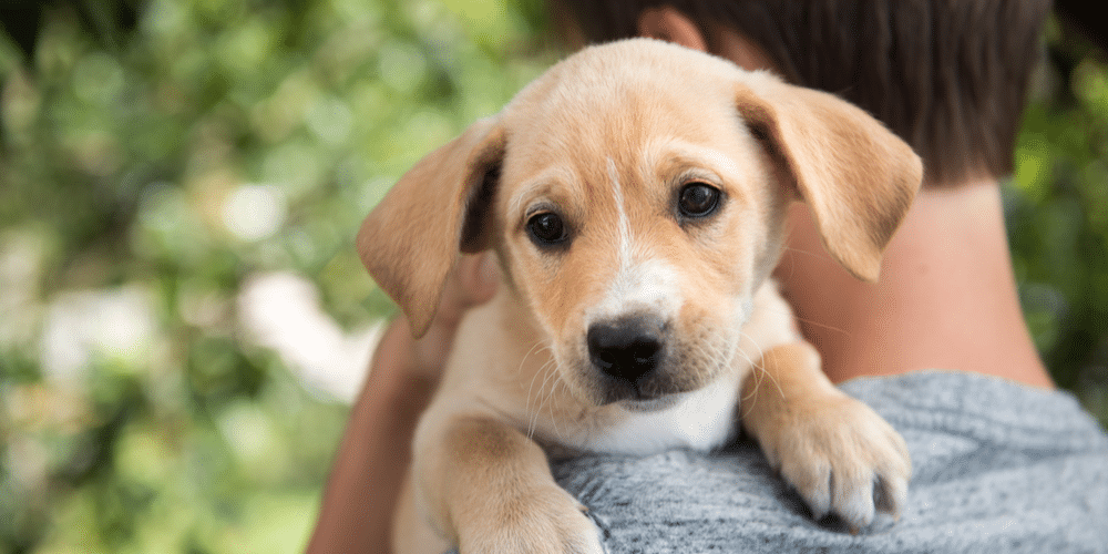 Thinking about getting a dog? Here are a few reasons why you should go for it!