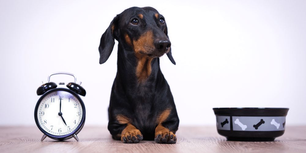 Can doxies tell time?