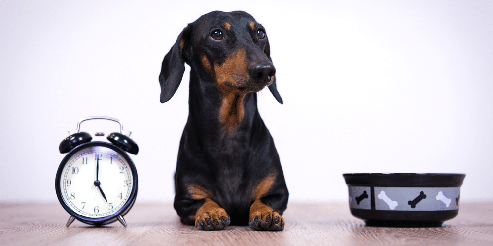 Can Doxies Tell Time?