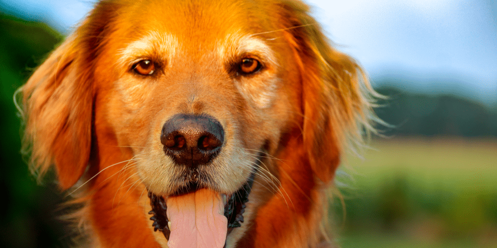 Changing Personalities? New Study Shows That Your Dog’s Personality Changes With Age