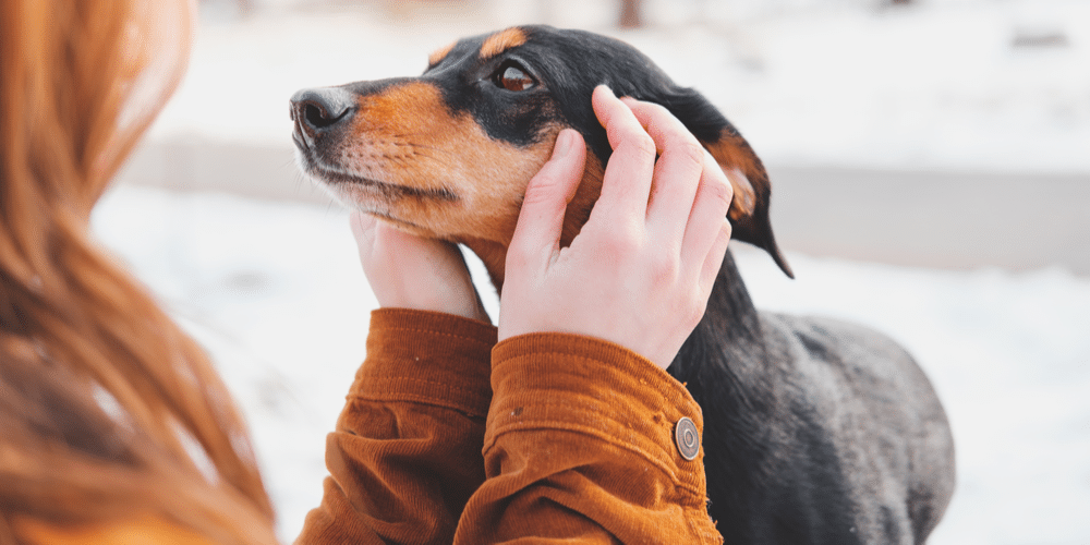 Hearts A Flutter: A New Study Finds Your Doxie’s Heart Rate Elevates Every Time You Say Those Three Special Words… I Love You