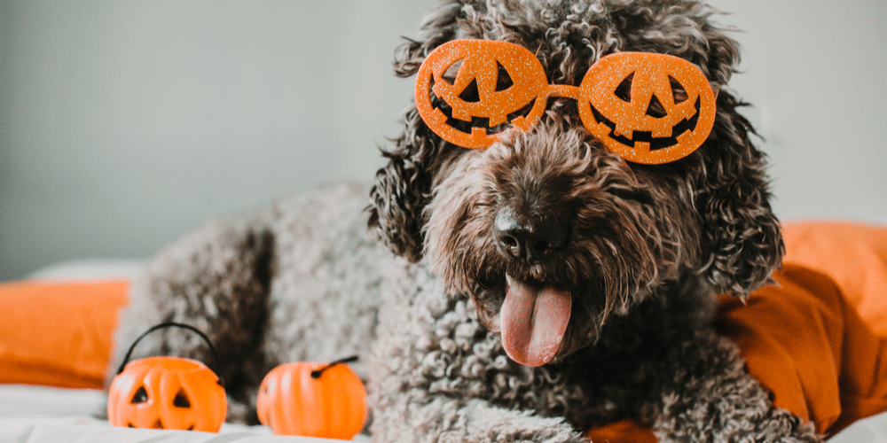 Howl-o-ween: 5 ways to celebrate spooky season with your pup!