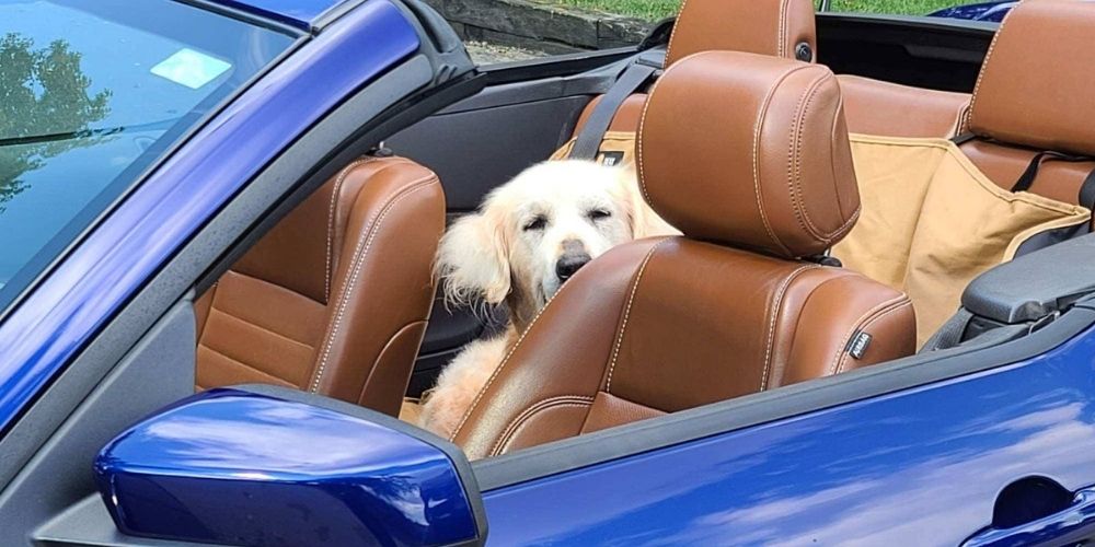 Golden retriever with terminal cancer has wishes granted via the ultimate doggy bucket list.