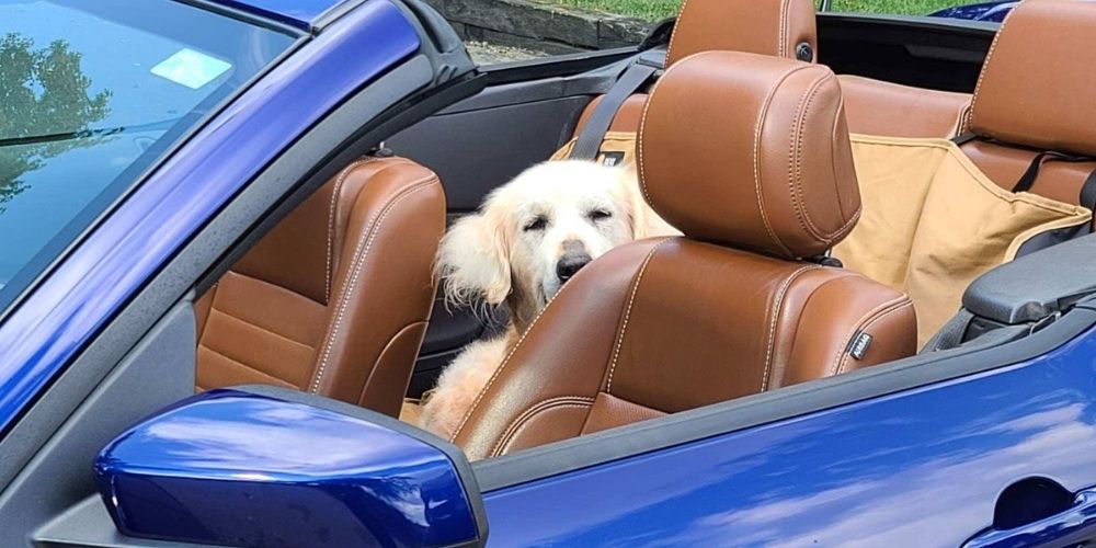 Golden Retriever with Terminal Cancer Has Wishes Granted Via The Ultimate Doggy Bucket List.