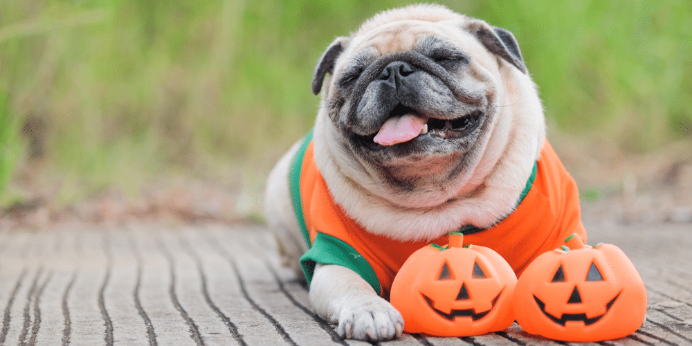 Howl-o-ween: 5 ways to celebrate spooky season with your pup!
