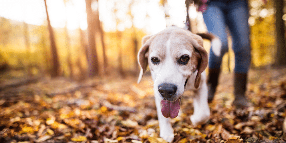 A New Leash on Life: Tips To Get Your Pup To Stop Pulling You On A Walk