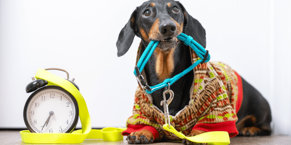 Can Doxies Tell Time?