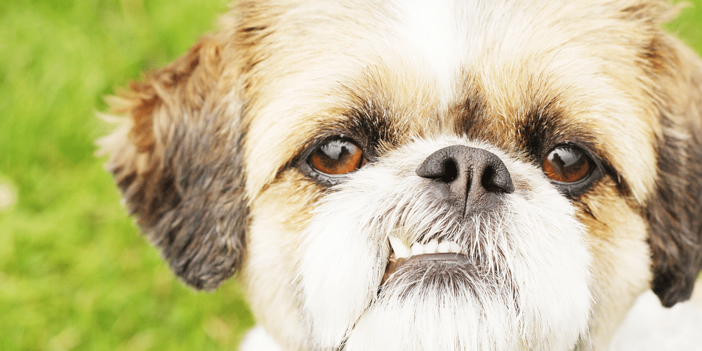 Changing personalities? New study shows that your dog’s personality changes with age