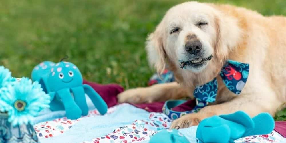 Golden retriever with terminal cancer has wishes granted via the ultimate doggy bucket list.