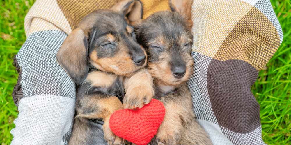 Hearts a flutter: a new study finds your doxie’s heart rate elevates every time you say those three special words… i love you