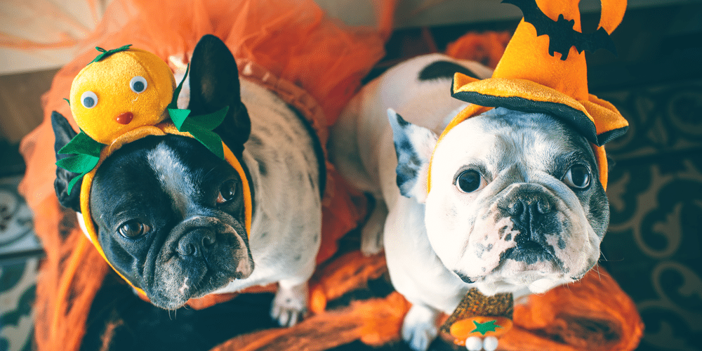 Howl-o-ween: 5 ways to celebrate spooky season with your pup!