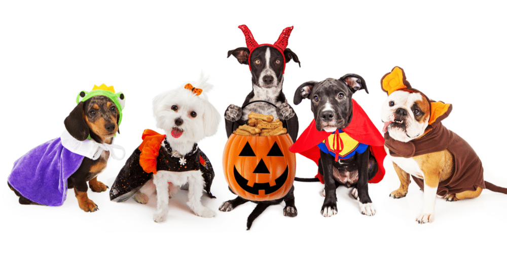 Howl-o-ween: 5 ways to celebrate spooky season with your pup!