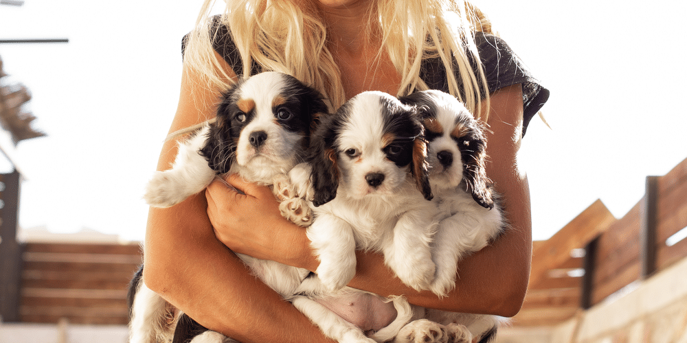 Thinking about getting a dog? Here are a few reasons why you should go for it!
