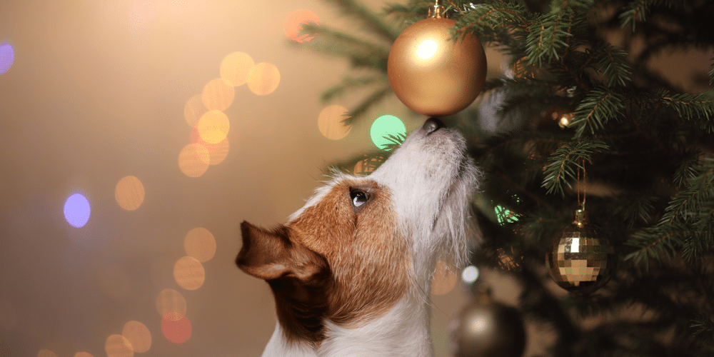 Preparing for the holidays: foods to avoid giving your pup