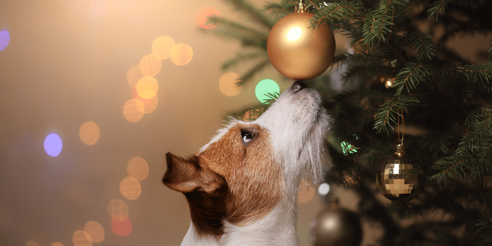 Preparing For The Holidays: Foods To Avoid Giving Your Pup