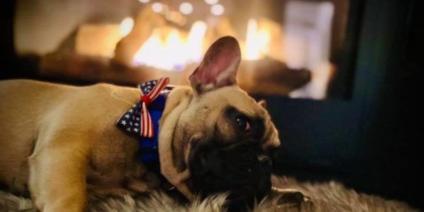 Kentucky city elects wilbur, a french bulldog for mayor!