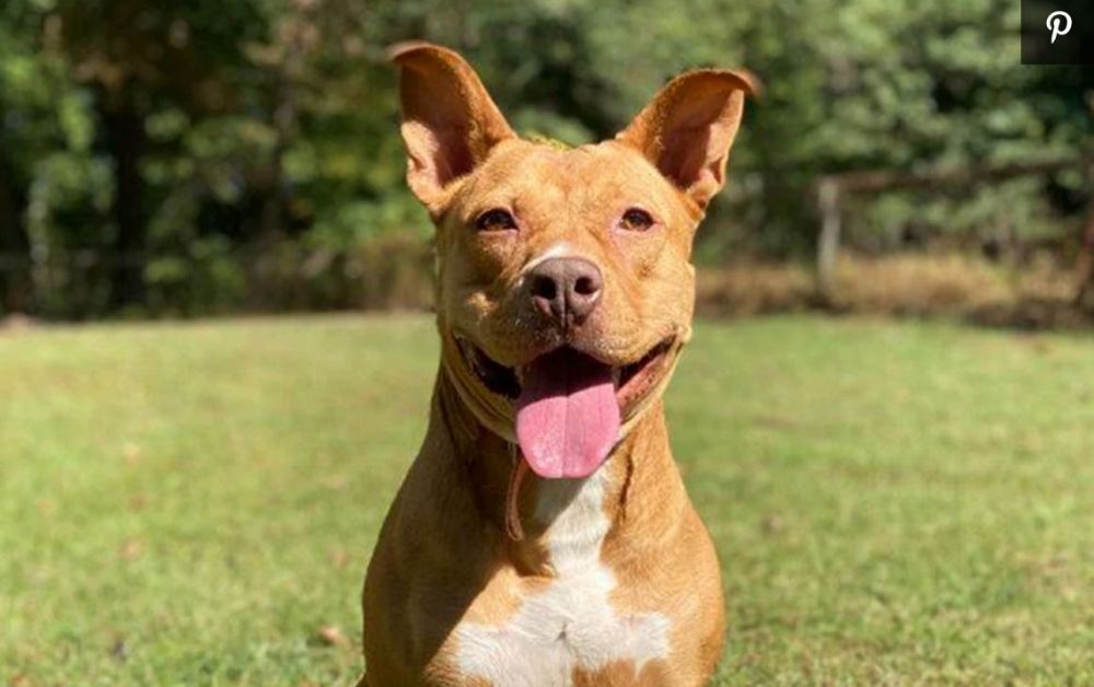 Delaware Dog Finally Gets Adopted After 866 Days in a Shelter!