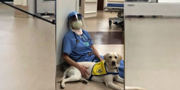 Service dog in training offers comfort to frontline workers